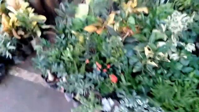Monsoon Nursery Visit ||lucknow Nursery || All Types Of Plants