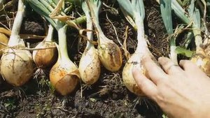 УБОРКА И ХРАНЕНИЕ ЛУКА.