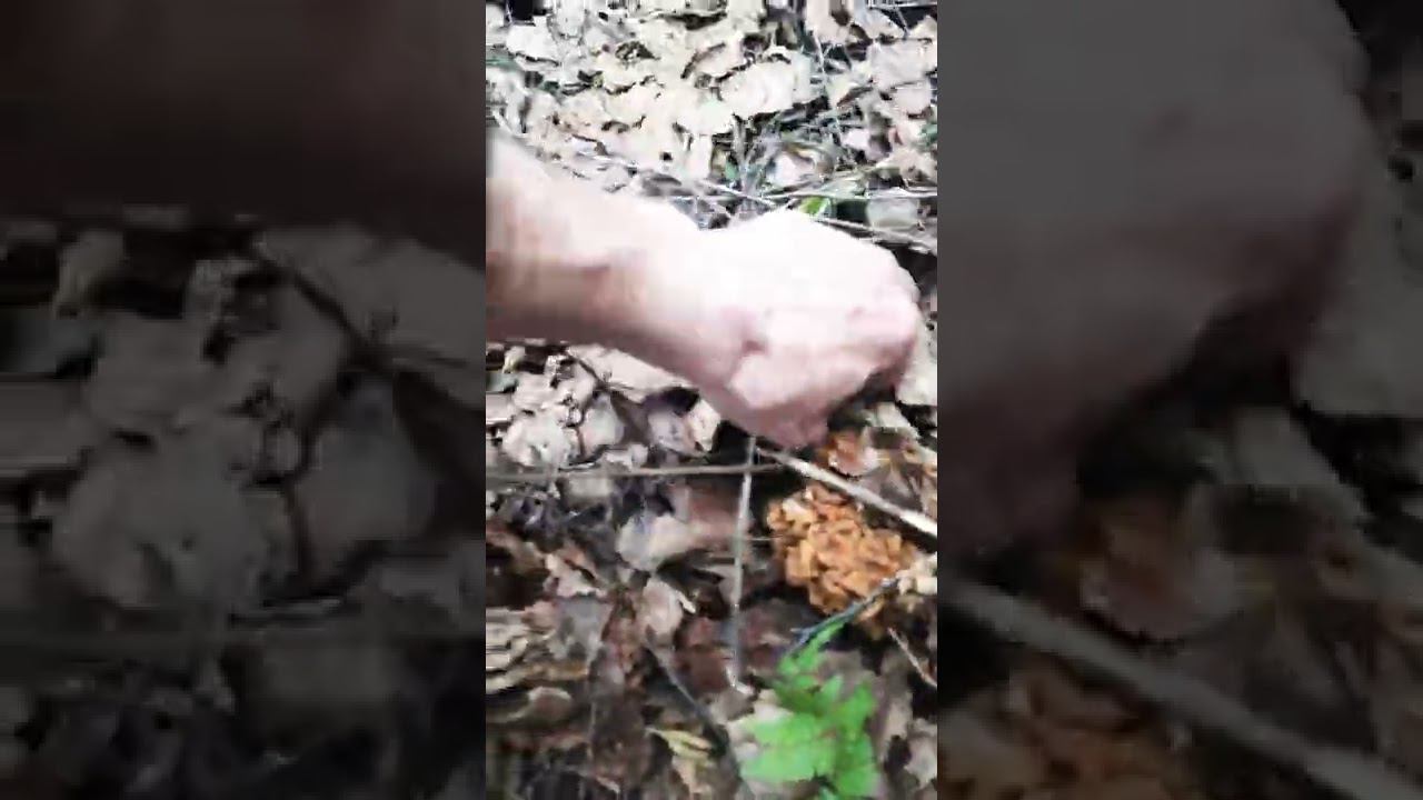 Пришел в лес набрать мозгов смотреть онлайн