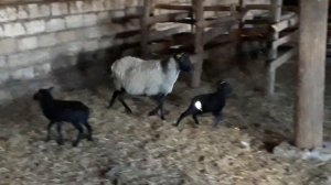 Романовский овцы Лечение кололи Ивермек