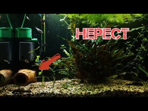 НЕОЖИДАННЫЙ НЕРЕСТ АНЦИСТРУСОВ