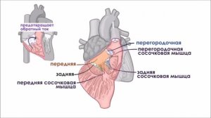 Анатомия сердца