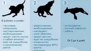 Красные глаза у собаки: причины и что делать