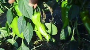 Перец Самандер выращивание в домошних условиях.