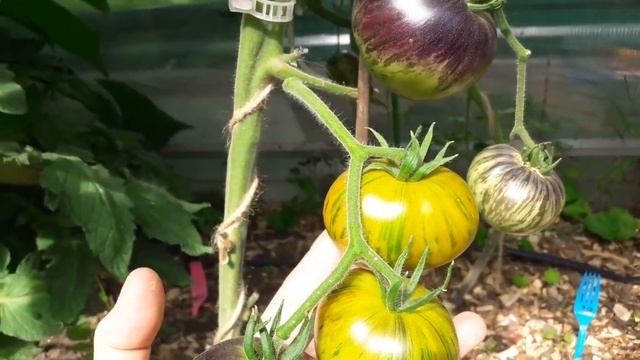 Экзотический томат Ксанаду Зеленая богиня. ТопСад смотреть онлайн