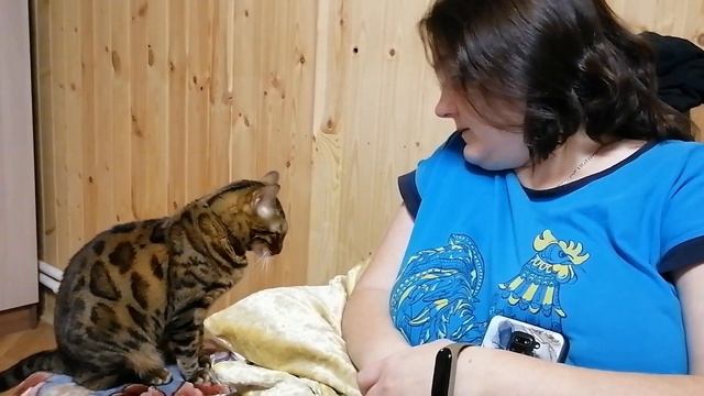 Бенгальская кошка разговор по душам. смотреть онлайн