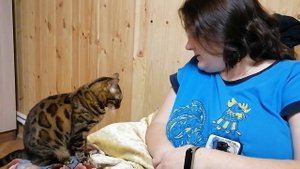 Бенгальская кошка разговор по душам.