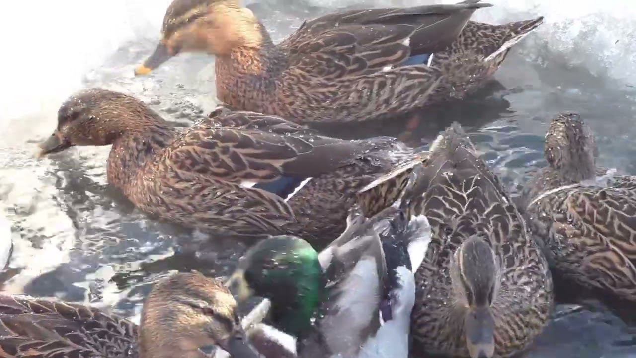 Подсадные утки. 10.02.2024 смотреть онлайн