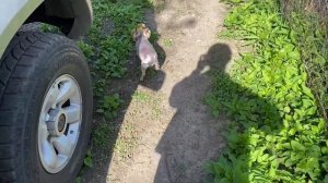 Дачный Влог! ЧАСТЬ 1!  Vlog!