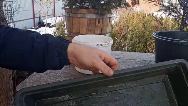 Лучший кустарник для создания зелёной живой изгороди