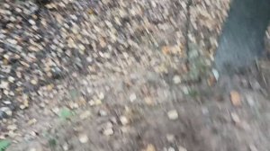 Барсучьи, или лисьи норы? 14.10. 2022.