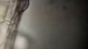 Зоны корня. Корень.