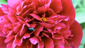 Пион травянистый Биг Бен (paeonia big-ben) ? пион Биг Бен обзор: как сажать луковицы пиона Биг Бен