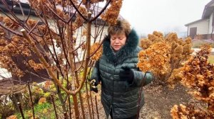 ОБРЕЗКА СТАРОГО КУСТА ГОРТЕНЗИИ