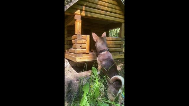 Кто кто в теремочке живет