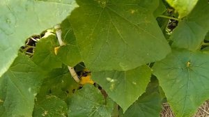 Конкурент или кураж??Сравниваю #огурцы