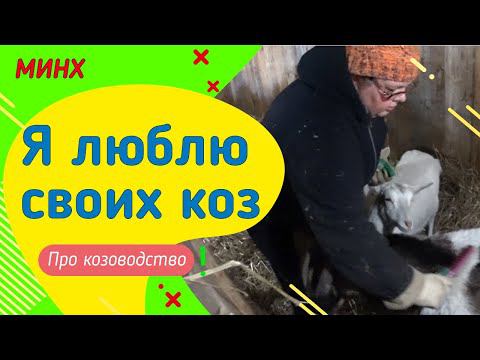 Готовимся к окотам) Козам  солому на подстилку