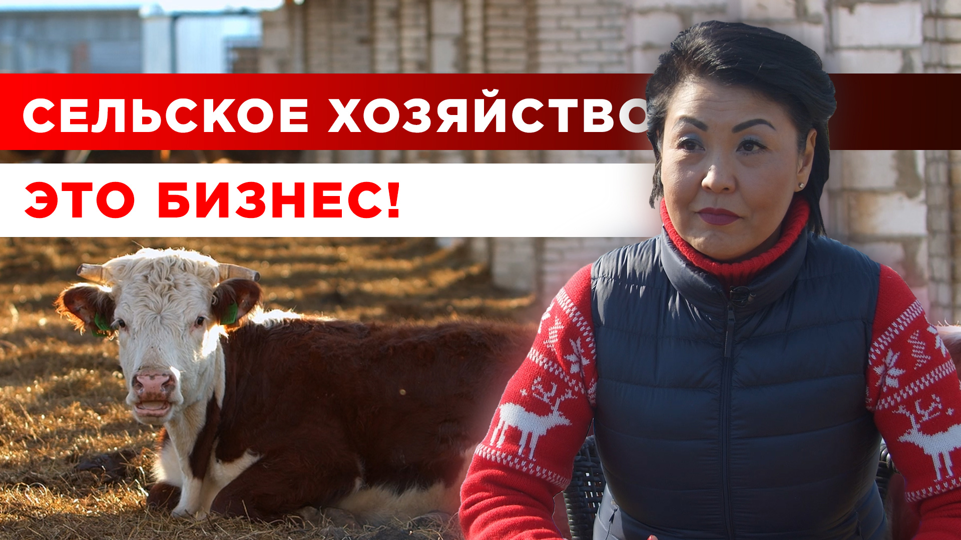 Сельское хозяйство - это бизнес | Мясное животноводство | Разведение крупного рогатого скота