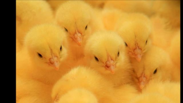 Песни под гитару Цыпленок жареный (аккорды) смотреть онлайн