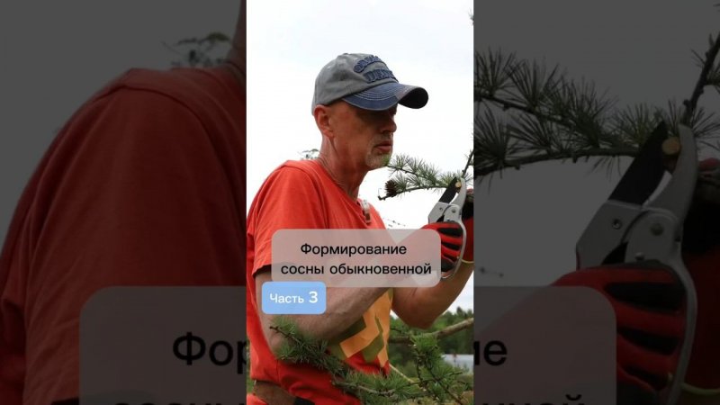 Формирование сосны обыкновенной. Часть 3. #bonsai #бонсай #ниваки #сад #андрейдарусенков #хвойные