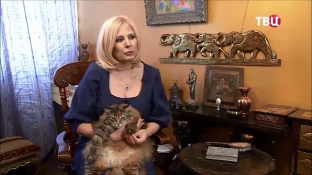 Кошки. Почему люди любят кошек? Психолог Анастасия Булгакова.