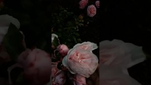 Роза Шато барбероллес.