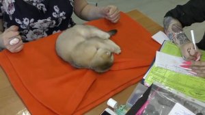 Экспериментальное разведение кошек.