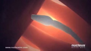 Оплодотворение _ Зачатие.mp4