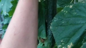 Дача в Подмосковье: дачный участок в последние дни лета-2022