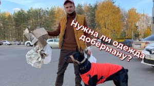 Одежда для добермана