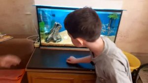 запуск скалярий в 100 литровый аквариум