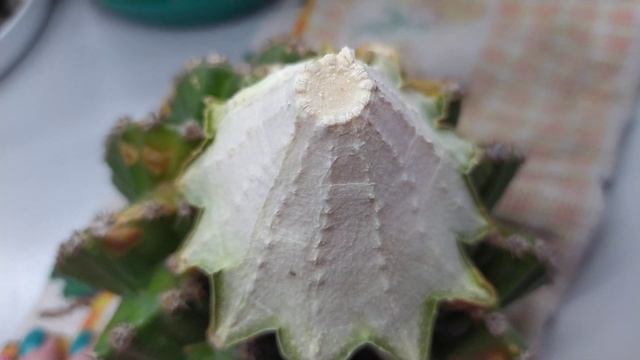 Кактус - омоложение, важный момент! смотреть онлайн