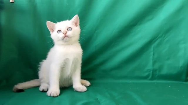 котята золотая шиншилла пойнт. 2 барбарика. смотреть онлайн