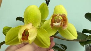 НОВЫЕ орхидеи // обзор ПОТРЯСАЮЩЕГО цветения нежнейших орхидей Птрик пелор и Айс Крим бабочка