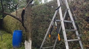 Восстанавливающа Обрезка туй старой живой изгороди