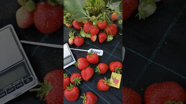Ранний сорт клубники 'Венди' смотреть онлайн