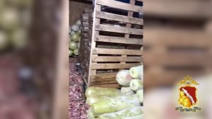 В Воронеже полицейские изъяли из оборота 70 тонн опасного мяса для приготовления шаурмы