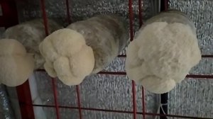 Гериций/Ежевик гребенчатый