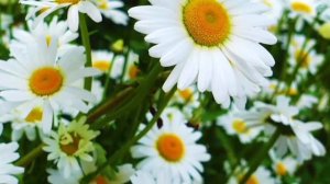 Заговор от плесени