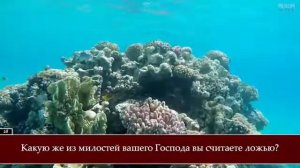 Успокаивающее чтение Корана "Ар Рахман" Умайр Шамим