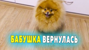 Щенкам шпица 89 дней. Шпиц Оливия вернулась в сериал. Сушеные лакомства на страже мебели