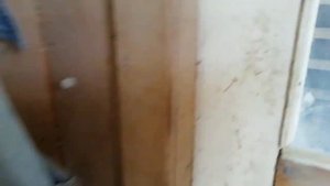 Голуби Омска.(5) Лениноканцы-головастики. Тел. 89043238964
