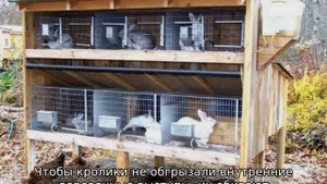 Почему кролики грызут клетки и что делать