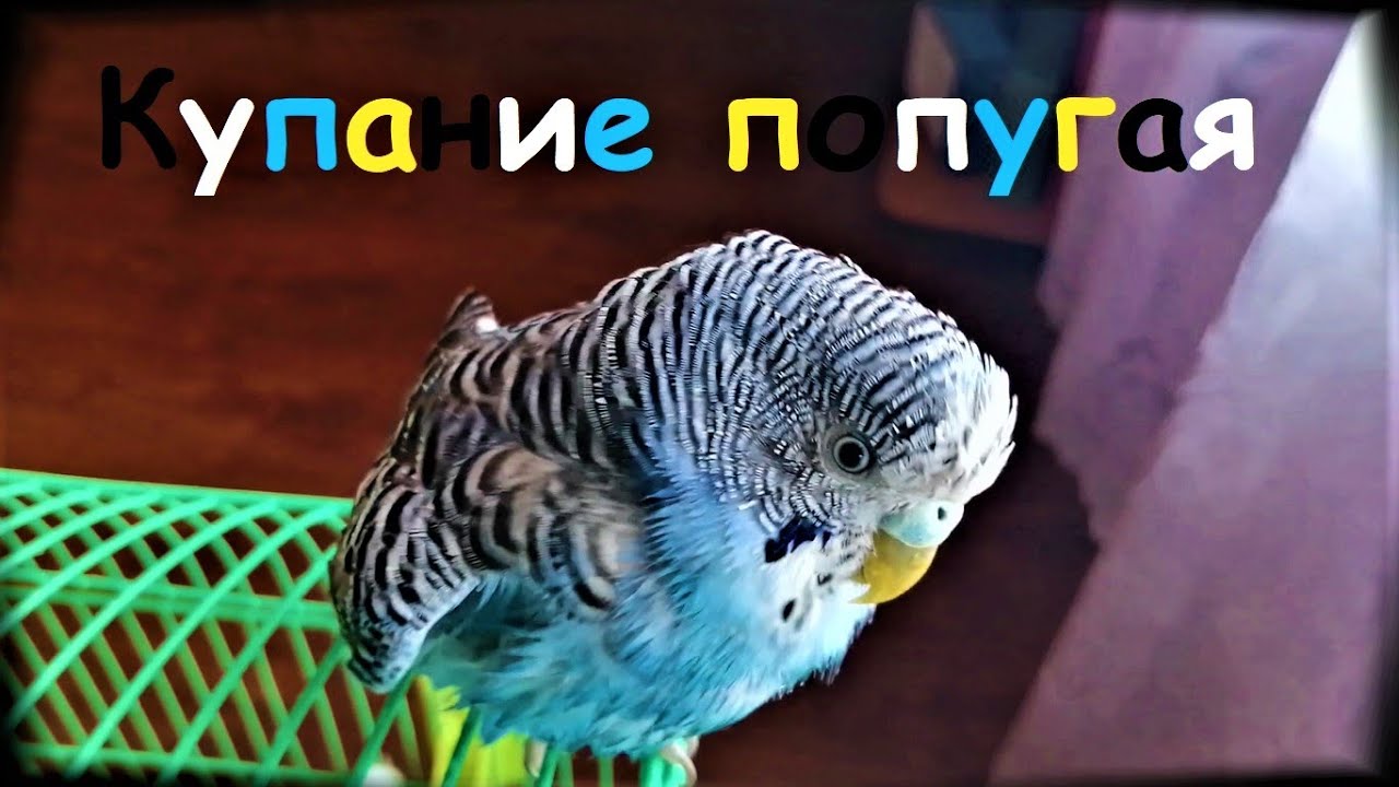 Купание попугая.mp4