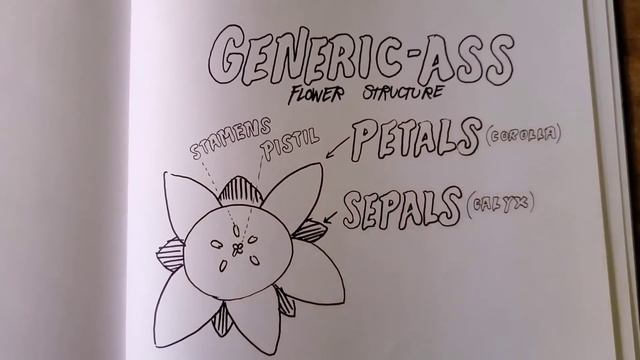 Intro to Identifying Flowering Plants