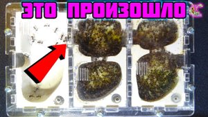 Формикарий переполнен, что делать?! ● Myrmicaria brunnea
