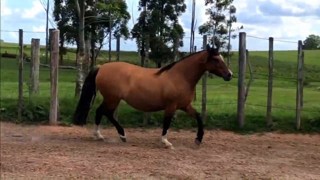 09 Chacota Caraguatá смотреть онлайн