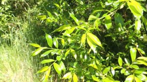 Ива ? козья. Как определить эту иву летом. (Salix caprea).