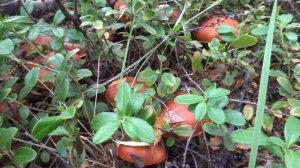 Якутия. В тайгу за грибами. I went to the taiga for mushrooms