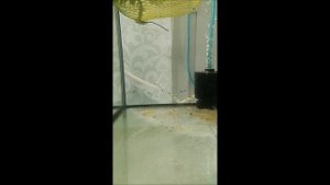 Получил малька от белых моллинезий